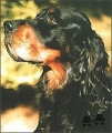 Setter Gordon JAGGER DES PIERRES DU JOUR Setter Gordon JAGGER DES PIERRES DU JOUR